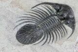 Bargain, Kolihapeltis Trilobite - Long Spines #72891-3